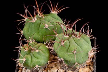 Gymnocalycium pflanzii v. tominense KK 1684